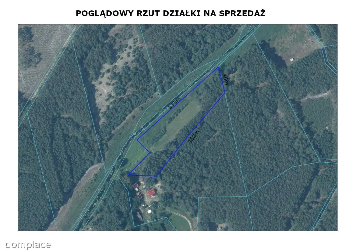 Rola w Puszczy Noteckiej. — zdjęcie 3