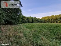 Duża działka przy lesie bez sąsiedztwa — zdjęcie 3