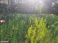 Działka 10 ar/mpzp/widok na las! — zdjęcie 12