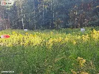 Działka 10 ar/mpzp/widok na las! — zdjęcie 16