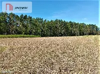 DZIAŁKA NEKLA - SUPER LOKALIZACJA, ŚCIANA LASU — zdjęcie 2