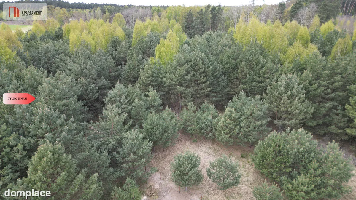 Bory Tucholskie – działka 1195 mkw pod budowę domu — zdjęcie 6