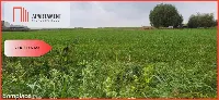 Działki budowlane - Wyrzysk Skarbowy — zdjęcie 1