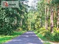 Działka z linią brzegową w Borach Tucholskich — zdjęcie 5