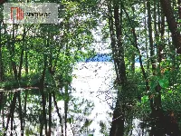 Działka z linią brzegową w Borach Tucholskich — zdjęcie 10