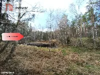 Tylko u nas! Las z brzozami, sosnami i stawem. — zdjęcie 6