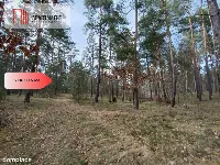 Tylko u nas! Las z brzozami, sosnami i stawem. — zdjęcie 5