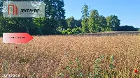 3 działki 160zł/m2 Nekla niedaleko Jeziora — zdjęcie 3