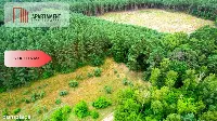 Cegielnik działka 1356m2 ze ścianą lasu — zdjęcie 1