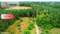 Cegielnik działka 1356m2 ze ścianą lasu — zdjęcie 4