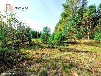 Działka budowlana ze ścianą lasu . — zdjęcie 8