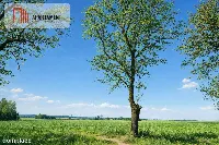 Działka z wydanymi warunkami zabudowy. — zdjęcie 1