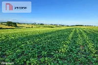 Działka z wydanymi warunkami zabudowy. — zdjęcie 5