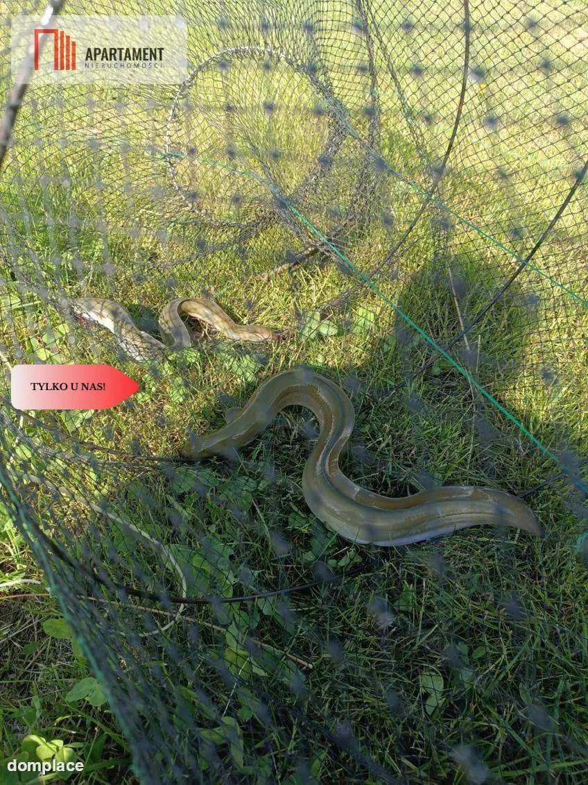 Działka siedliskowa– Gromoty, Mazury — zdjęcie 7