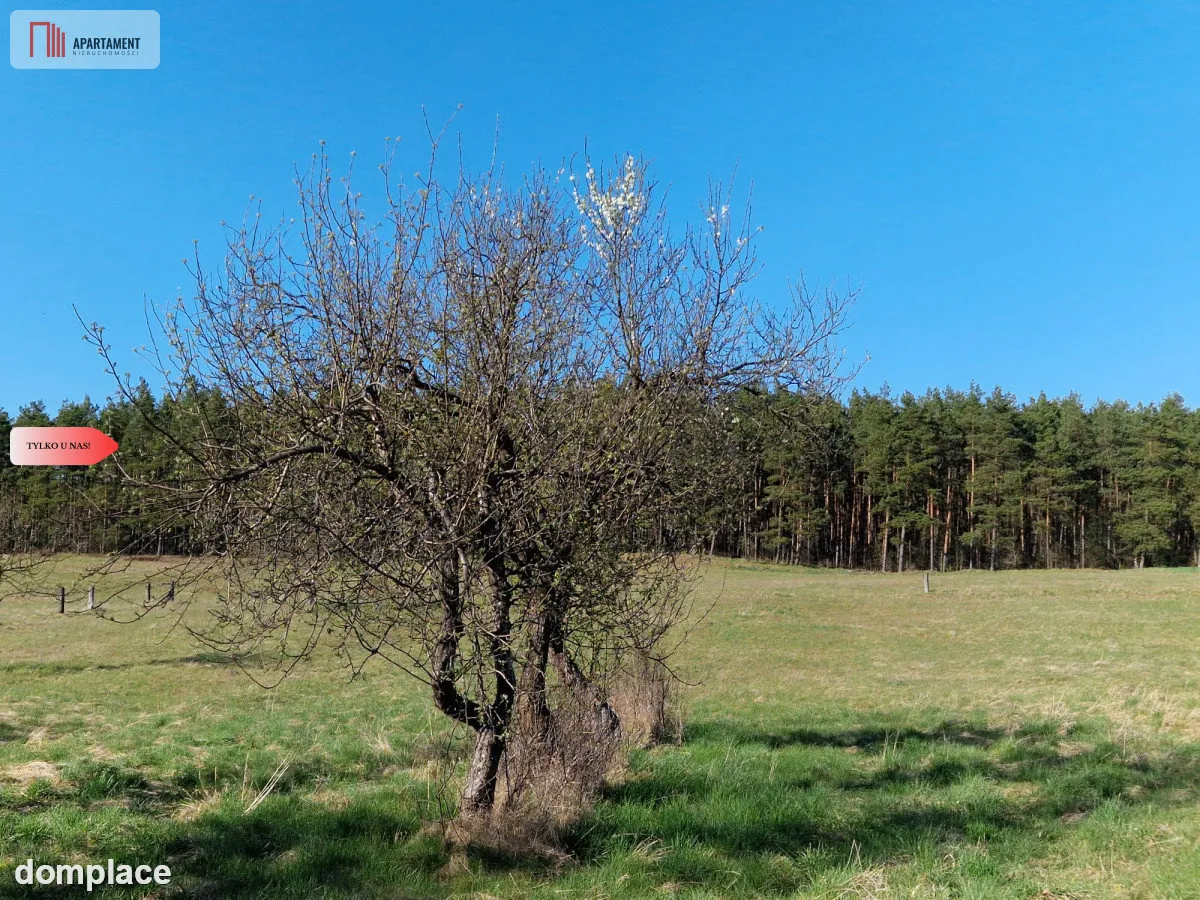 Siedlisko w Odrach z działką 12800 m2. Nowa cena — zdjęcie 7