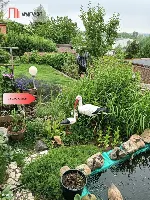 Działka rod, domek całoroczny., woda, Bydgoszcz — zdjęcie 18