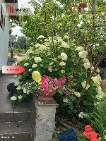 Działka rod, domek całoroczny., woda, Bydgoszcz — zdjęcie 19
