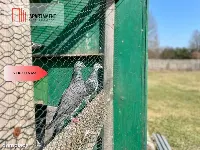 Siedlisko w sąsiedztwie jeziora i lasu — zdjęcie 8