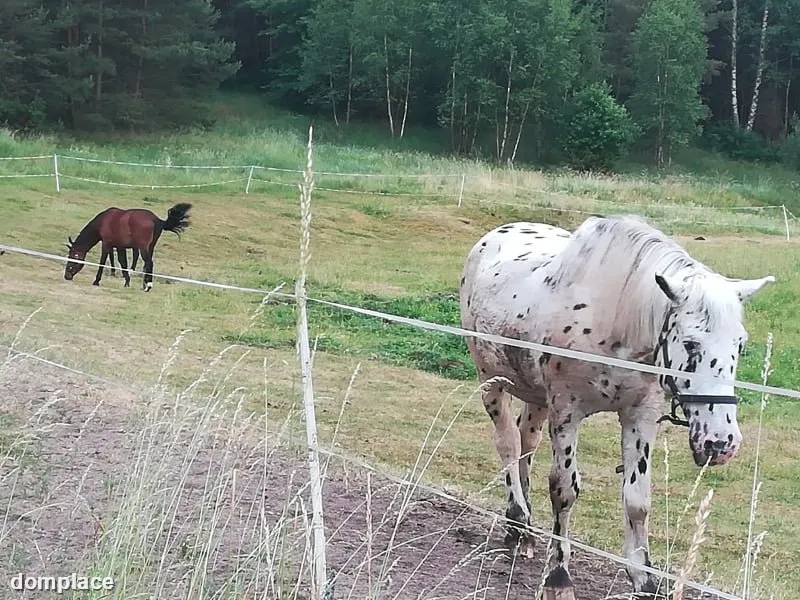 Domek letniskowy w magicznym miejscu na skraju lasu. — zdjęcie 17