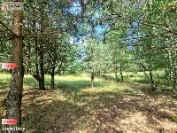 Działki budowlane w lesie blisko Poznania! — zdjęcie 4