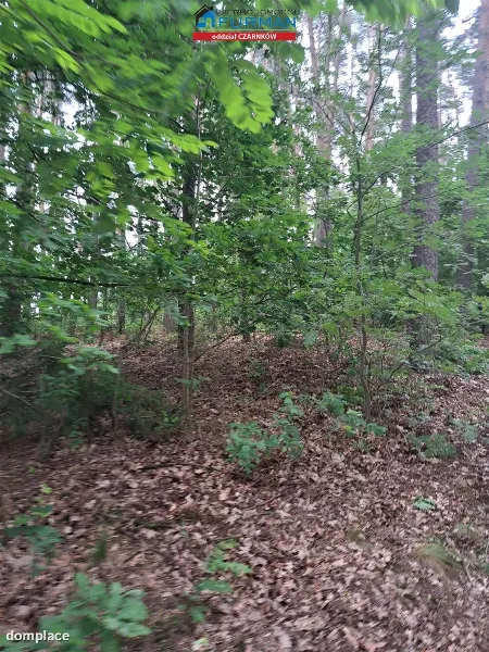 Działka — Sokołowo — zdjęcie 2