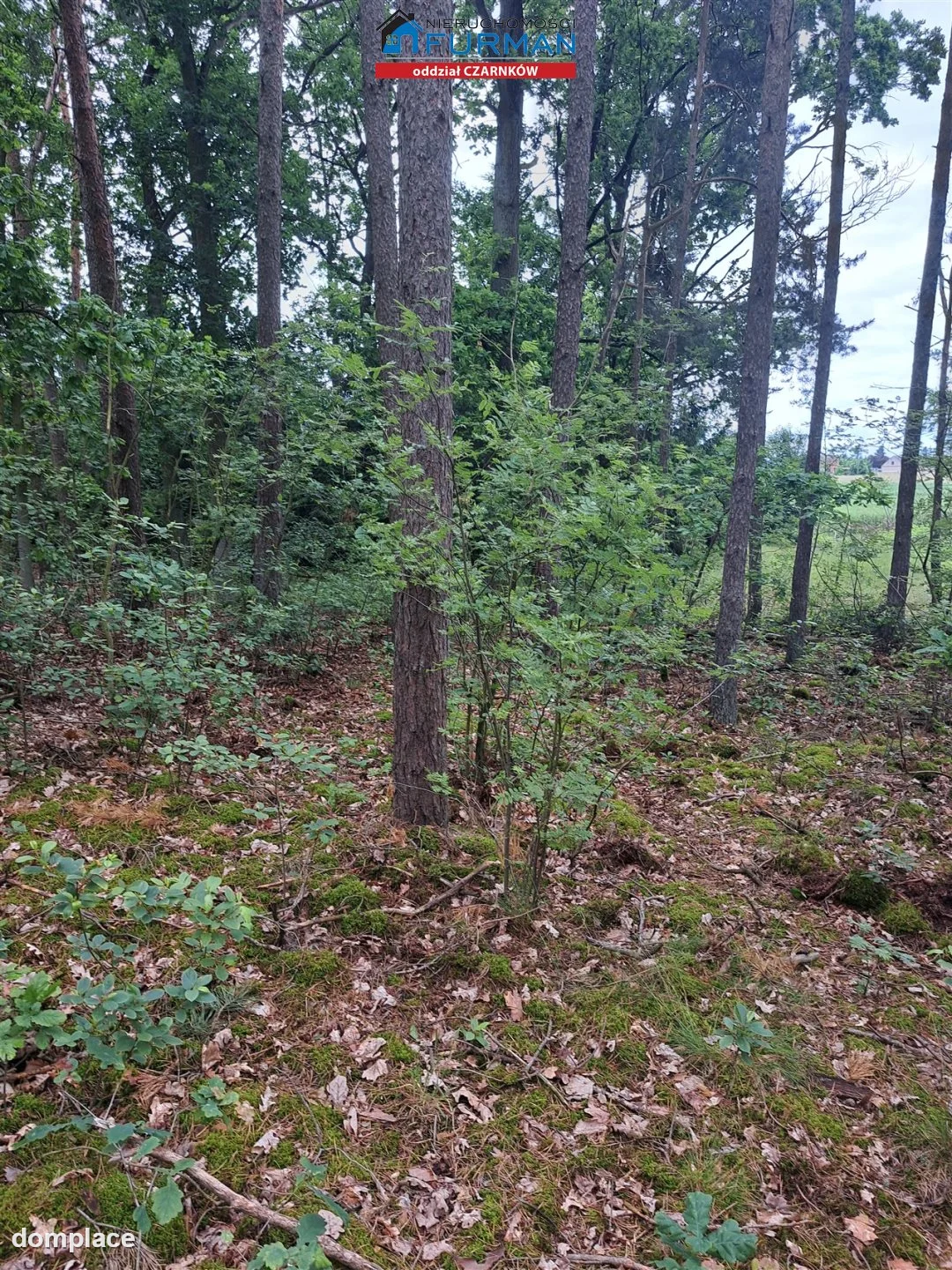 Działka — Sokołowo — zdjęcie 7