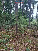 Działka — Sokołowo — zdjęcie 7