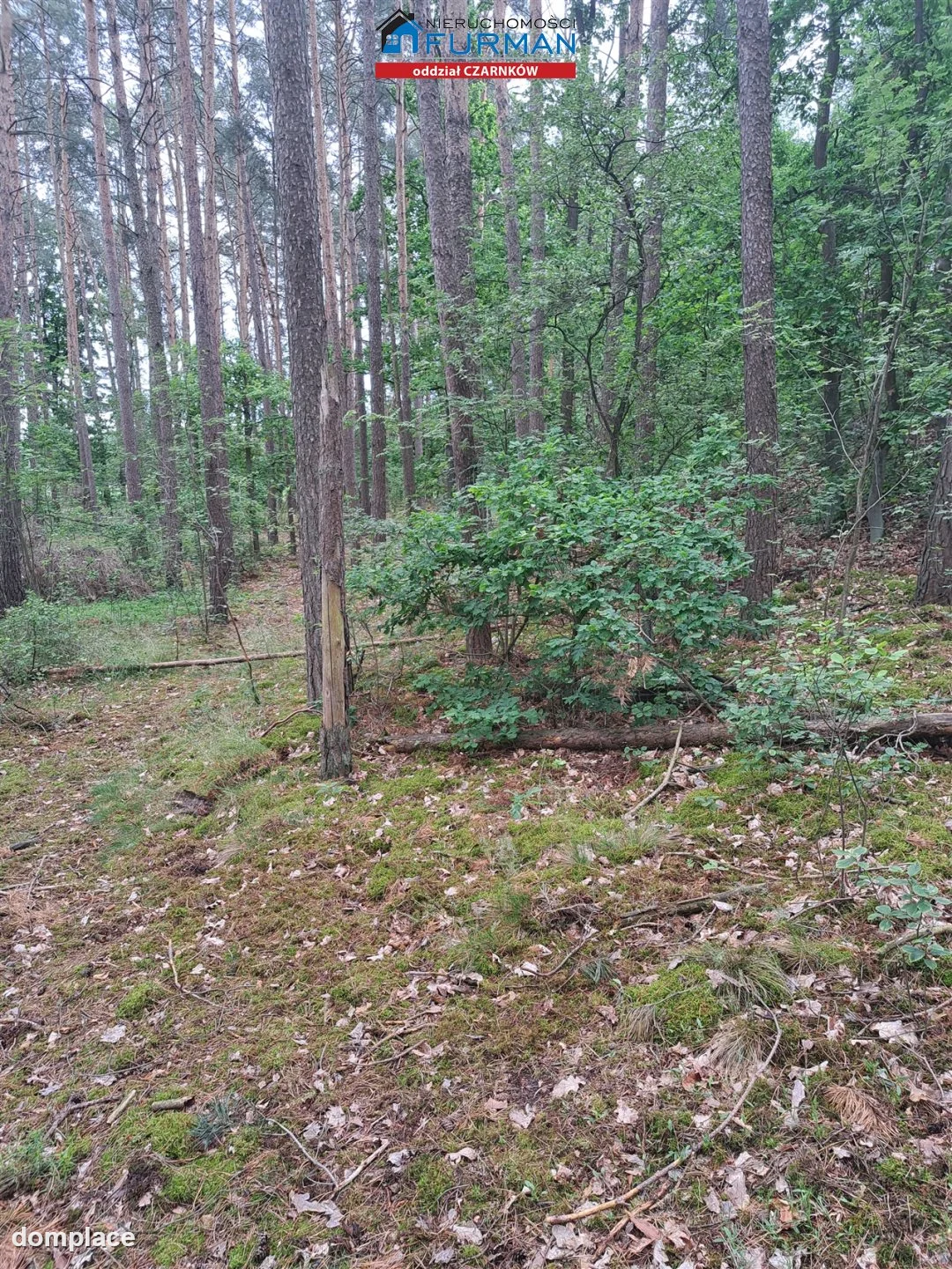 Działka — Sokołowo — zdjęcie 8