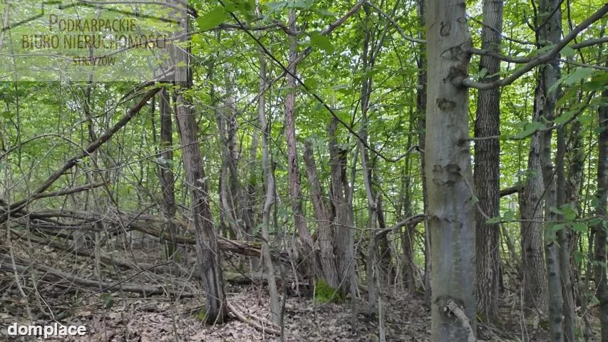 Działka — strzyżowski, Strzyżów