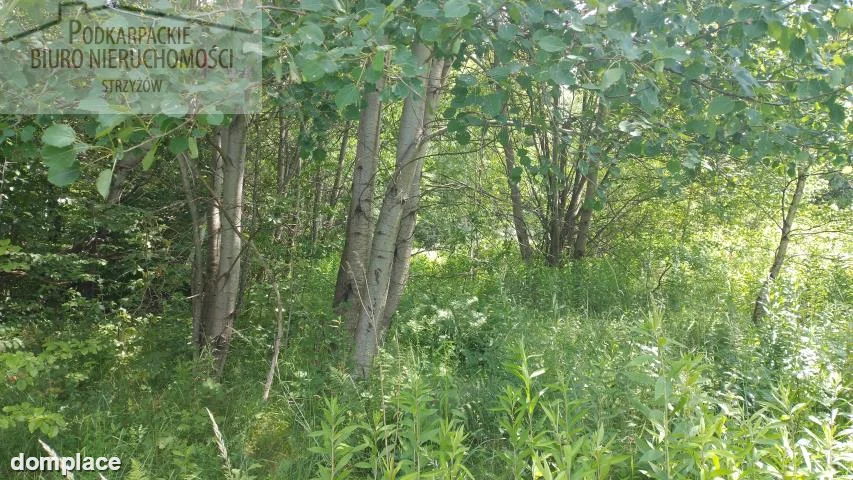 Działka — strzyżowski, Strzyżów