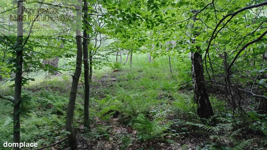 Działka — strzyżowski, Strzyżów — zdjęcie 4