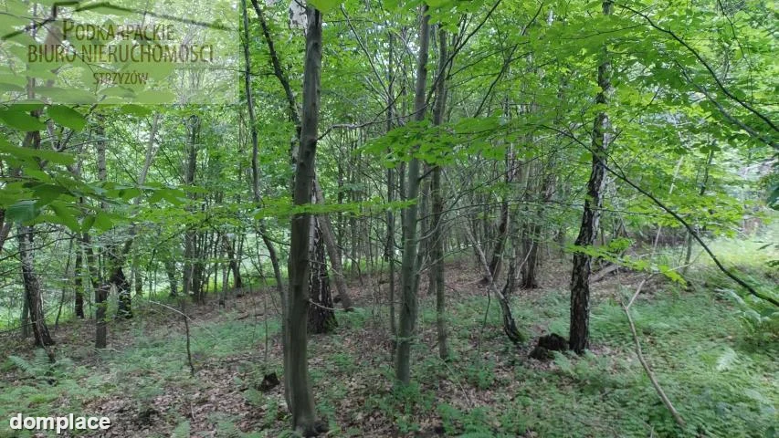 Działka — strzyżowski, Strzyżów — zdjęcie 5