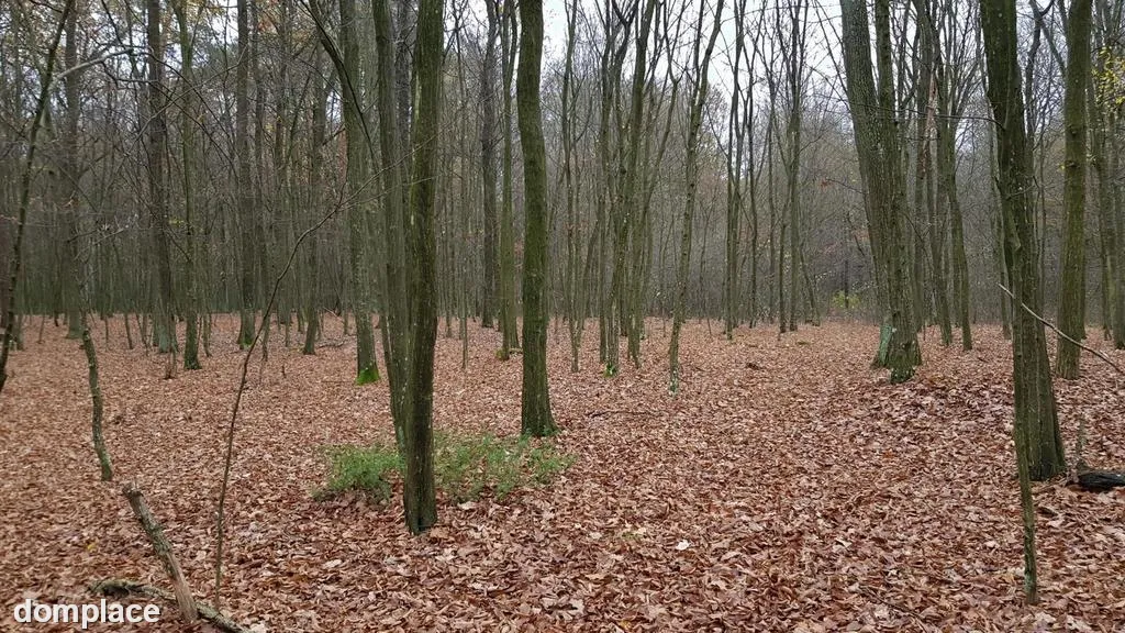 Przepiękny las w miejscowości Samoklęski