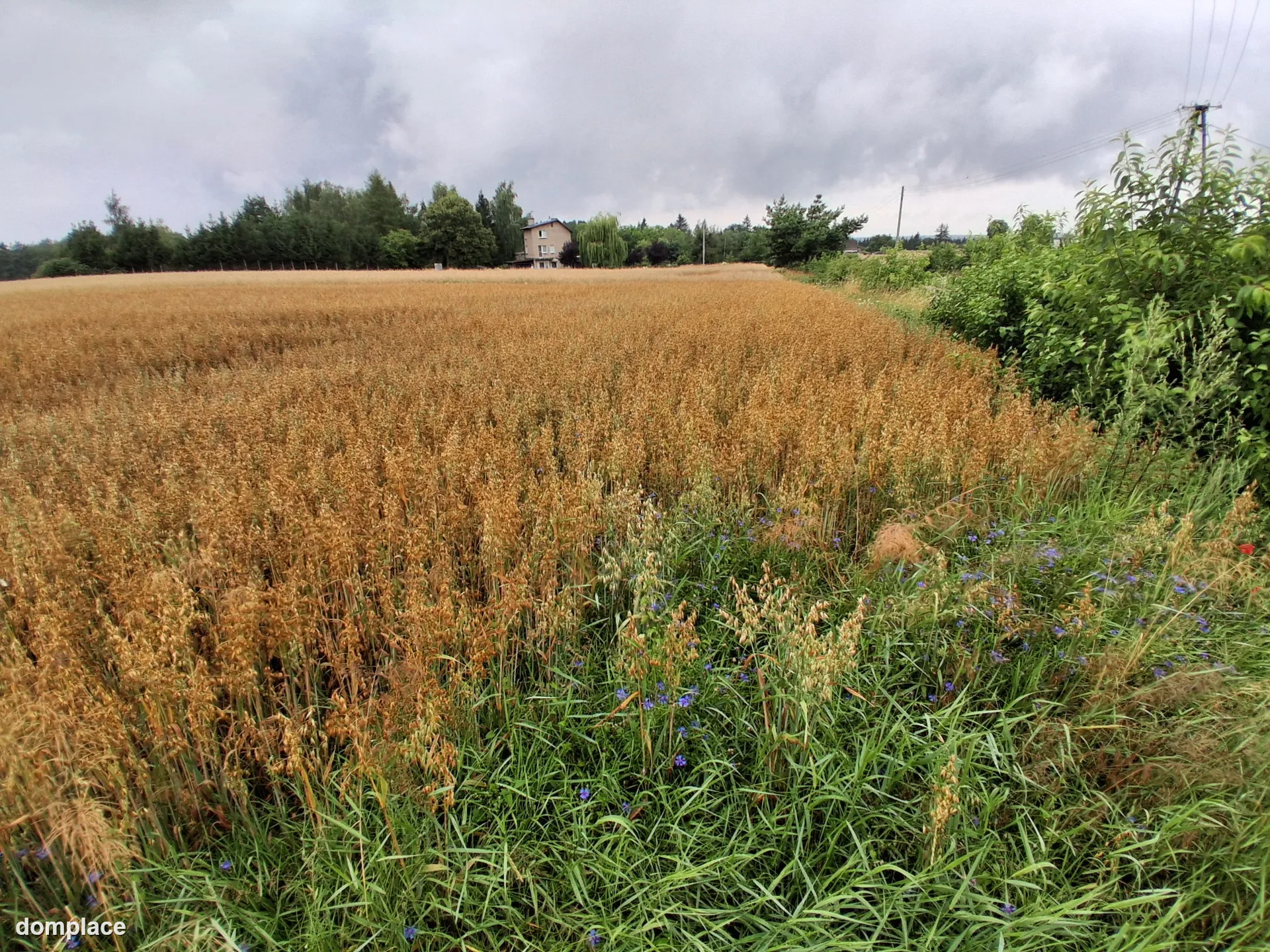 Sprzedam 1,1 hektara w Grońsku. Blisko lasu. Przy drodze. — zdjęcie 2