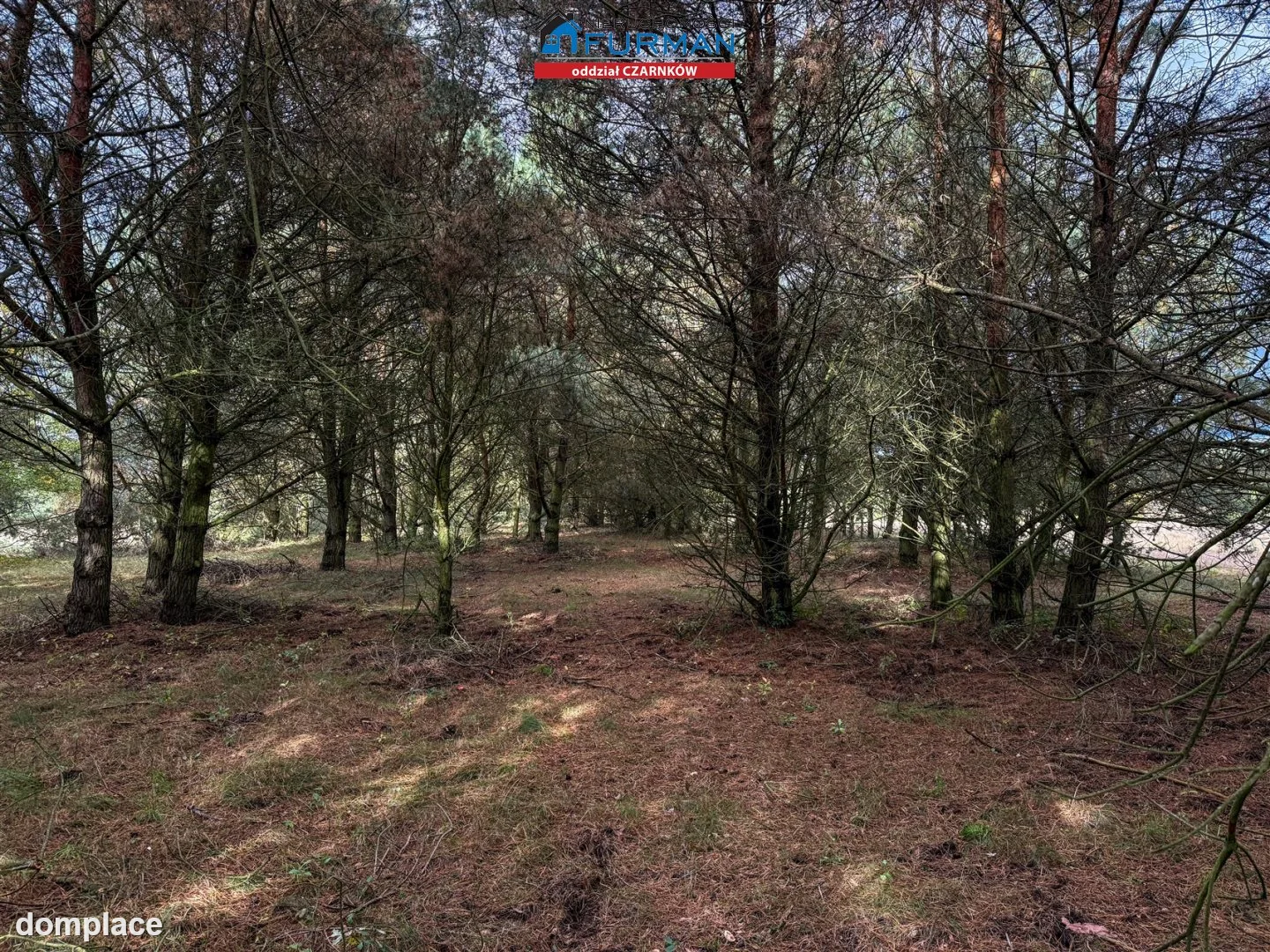 Działka — Rychlik — zdjęcie 12