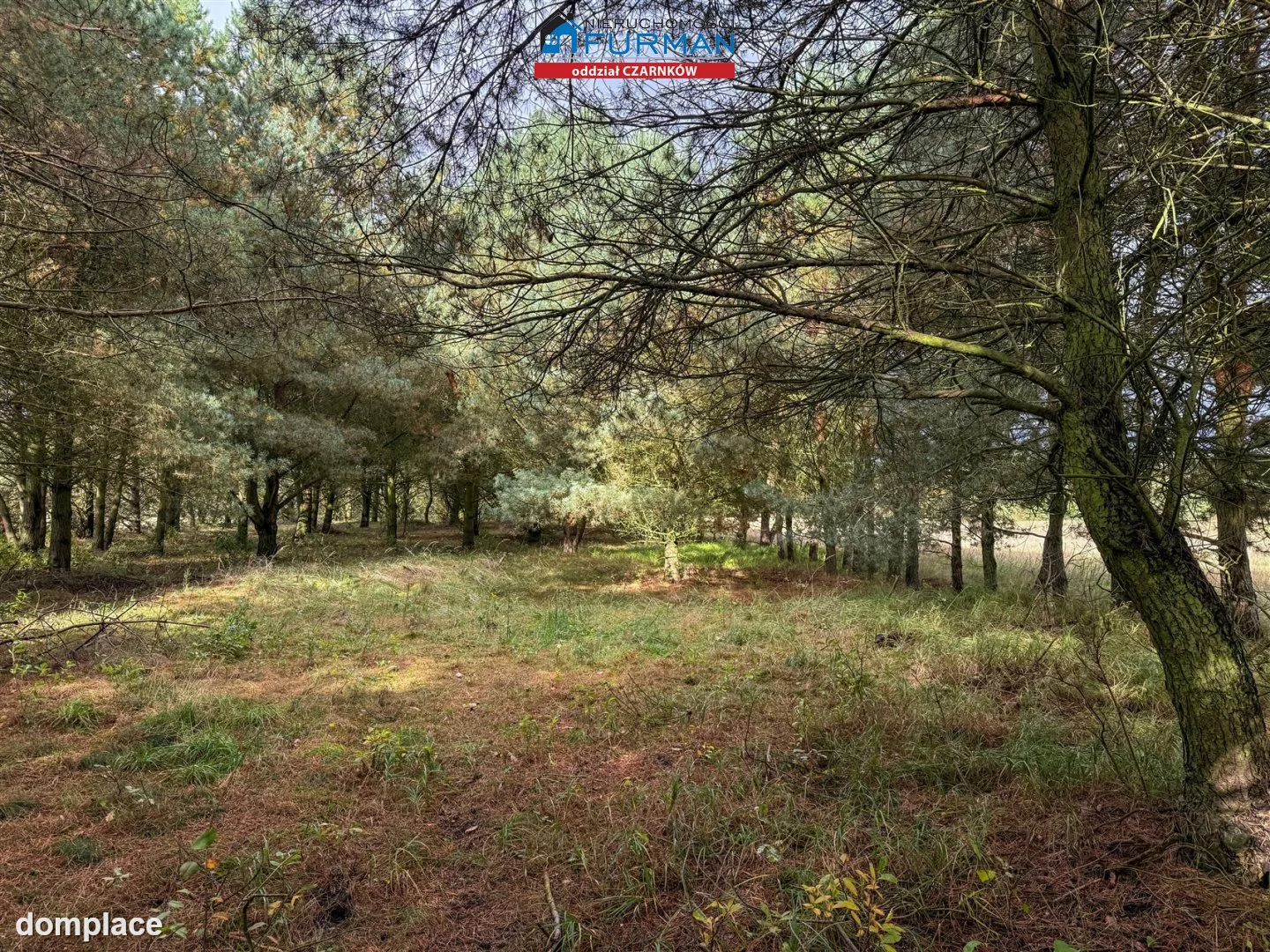Działka — Rychlik — zdjęcie 14