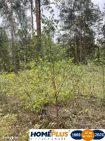 Działka w lesie 2064 m² - letniskowa i całoroczna — zdjęcie 3