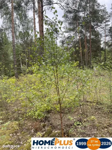 Działka w lesie 2064 m² - letniskowa i całoroczna — zdjęcie 3