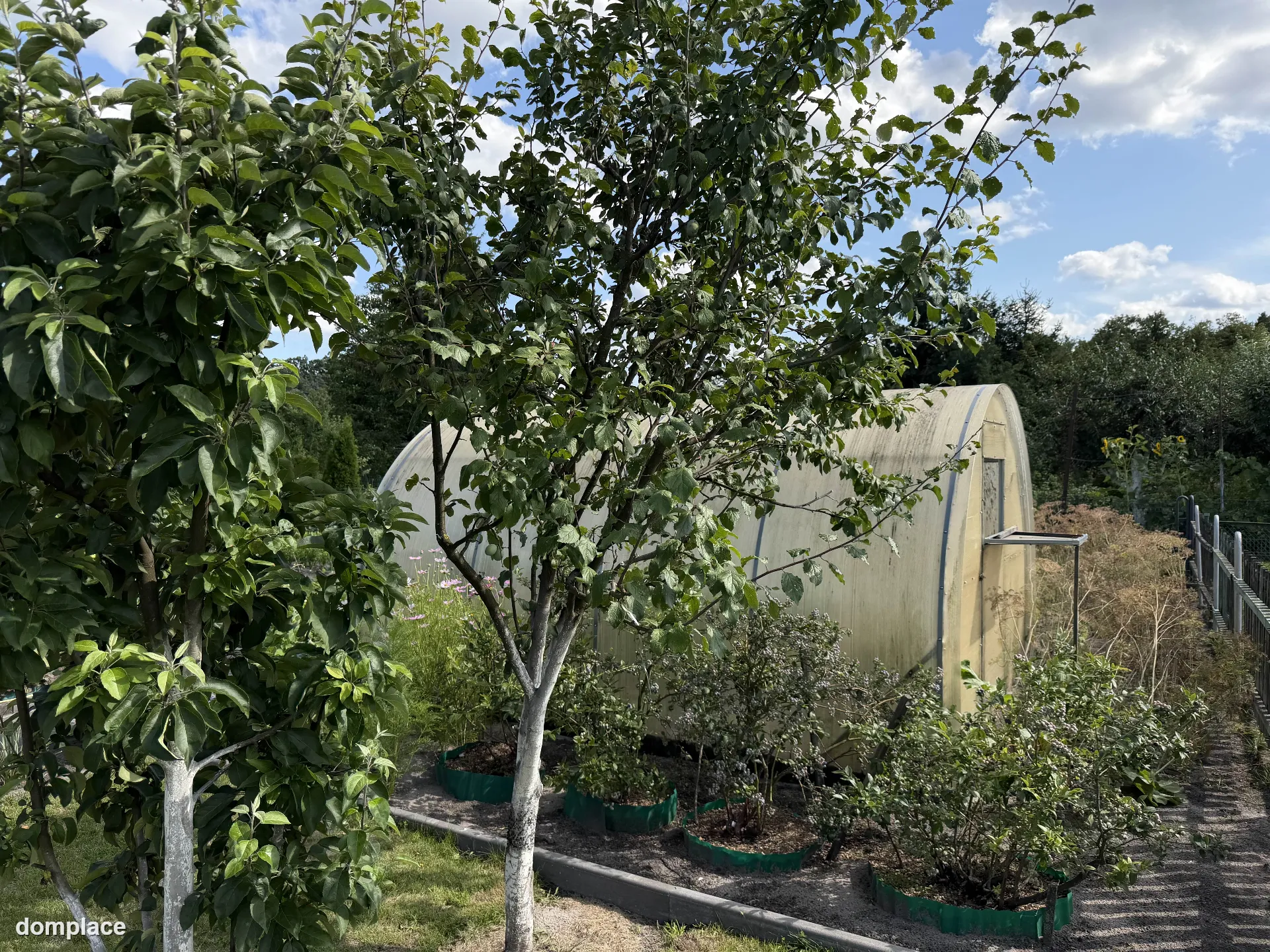 Działka rekreacyjna ROD 529 m² – z altaną, szklarnią i nasadzeniami — zdjęcie 13