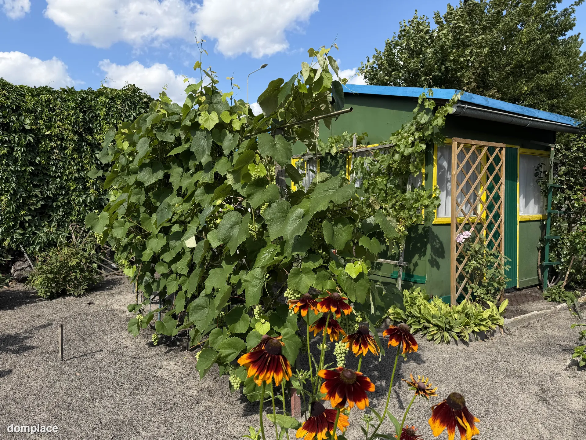 Działka rekreacyjna ROD 529 m² – z altaną, szklarnią i nasadzeniami — zdjęcie 3