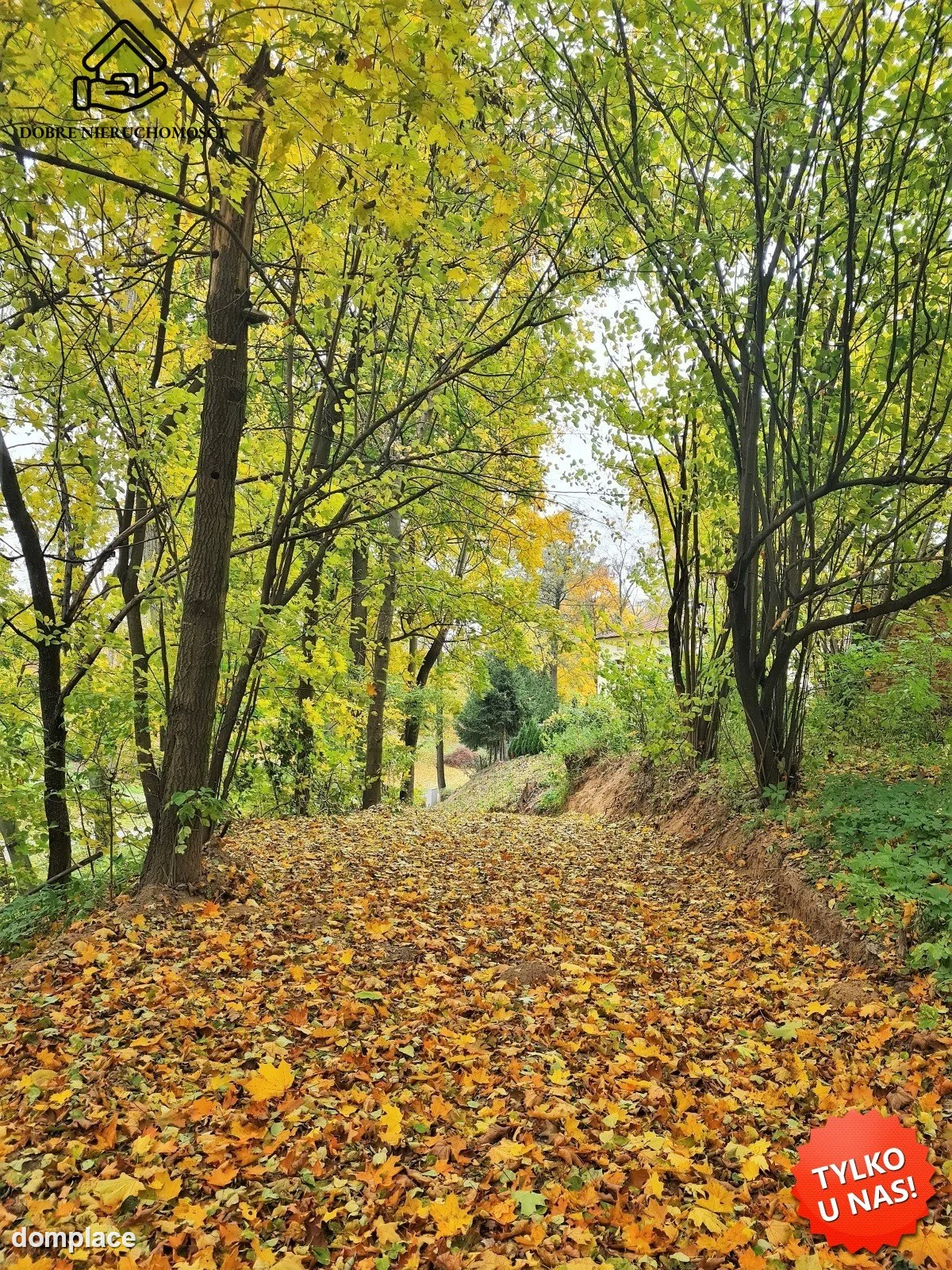 Działka — Wojciechów — zdjęcie 5