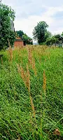 KLIMATYCZNE SIEDLISKO NA PODLASIU – GRADOCZNO — zdjęcie 16
