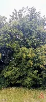 KLIMATYCZNE SIEDLISKO NA PODLASIU – GRADOCZNO — zdjęcie 17