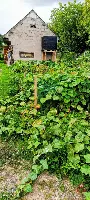 Wyjątkowe siedlisko na Podlasiu – zabytkowy dom — zdjęcie 25