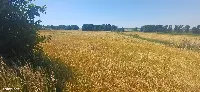 Działka — łódzki wschodni, Rzgów — zdjęcie 11