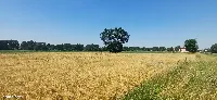 Działka — łódzki wschodni, Rzgów — zdjęcie 4