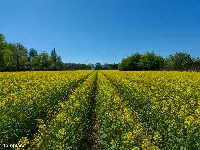 Działka na sprzedaż 4812 m² - Mikołów, Paniowy — zdjęcie 4