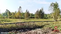 Ciasne. Działka budowlana 5100 m2. — zdjęcie 1