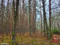 Zadbane działki leśne — zdjęcie 4