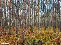 Zadbane działki leśne — zdjęcie 1